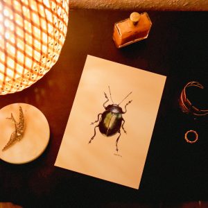 Hanneton des roses • Tirage en édition limitée et numérotée sur papier texturé