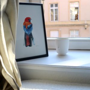 Trogon à tête rouge • Tirage en édition limitée et numérotée sur papier texturé