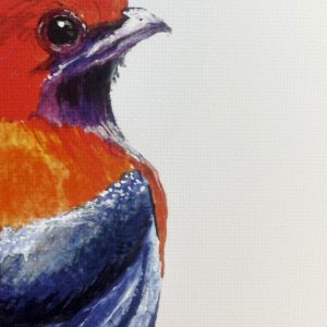 Trogon à tête rouge • Tirage A3 • Série spéciale • Edition exclusive en 5 exemplaires sur papier lin • Signée et numérotée